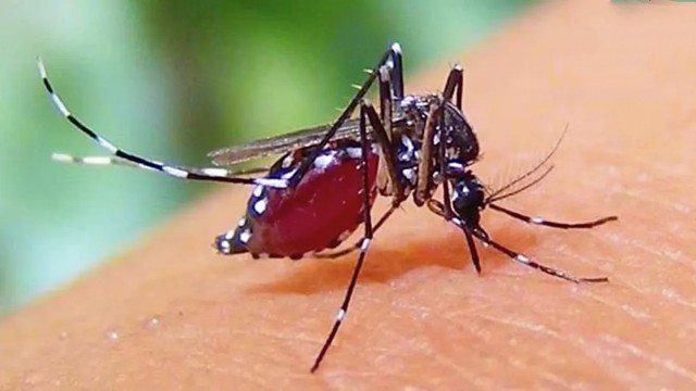 ডেঙ্গুতে আরও ৯ জনের মৃত্যু, নতুন করে আক্রান্ত ১ হাজার ৪২ জন