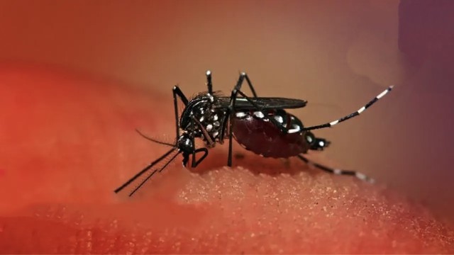 সারা দেশে ডেঙ্গুতে আরও ৩ জনের মৃত্যু