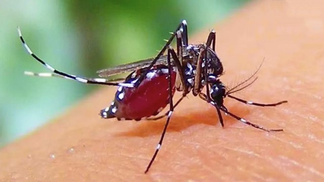 ডেঙ্গুতে একদিনে ৪ জনের মৃত্যু, নতুন ভর্তি ১ হাজার ১৪৩ জন