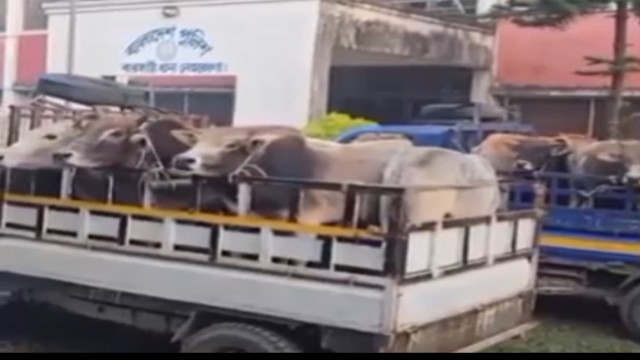 বারহাট্টা থানার অভিযানে ৩২টি ভারতীয় গরু জব্দ