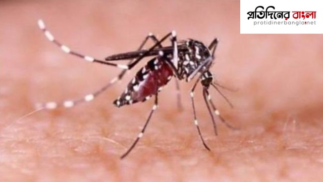 ডেঙ্গুতে আরও ৩ জনের মৃত্যু