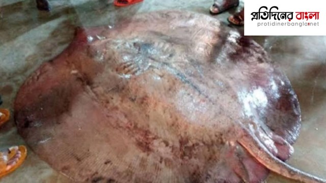 ১০ মণ ওজনের শাপলা পাতা মাছ ১ লাখ ৩১ হাজারে বিক্রি