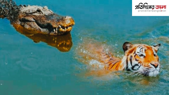 অল্পের জন্য কুমিরের হাত থেকে বাঁচল বাঘ