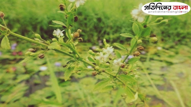 ঔষধি গুণে ভরপুর প্রকৃতির অলৌকিক ভেষজ উদ্ভিদ 'ফুরফুরি গাছ'
