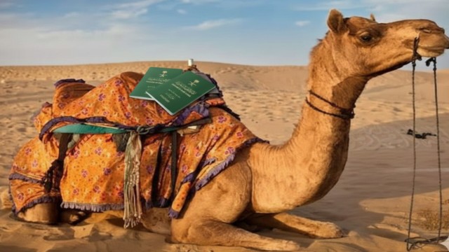 ২২ লাখ উট পাবে নিজস্ব পাসপোর্ট: সৌদি আরবের অভিনব উদ্যোগ