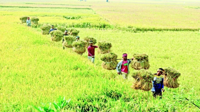 ক্ষুদ্র ও প্রান্তিক কৃষকদের সহায়তায় বিনামূল্যে বীজ ও সার বিতরণ