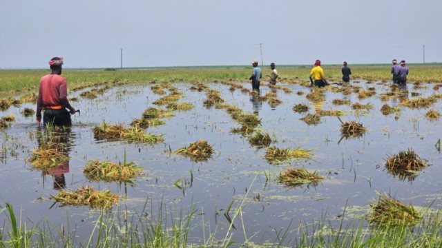 কিশোরগঞ্জে ভারী বর্ষণে হাওরের বোরো ধান তলিয়ে দিশেহারা কৃষক