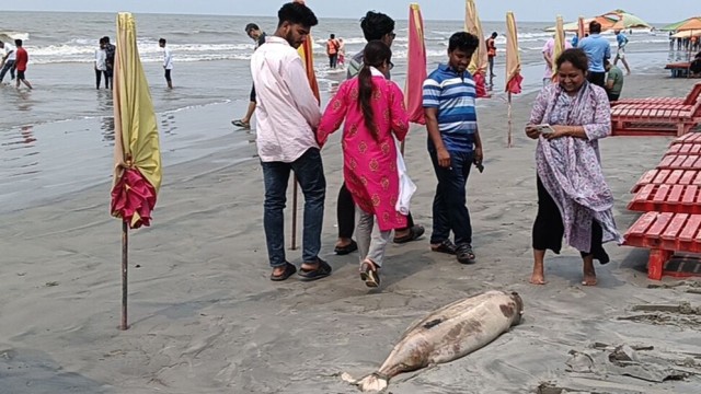 কুয়াকাটা সৈকতে একের পর এক মৃত ডলফিন ভেসে আসায় পরিবেশ নিয়ে উদ্বেগ