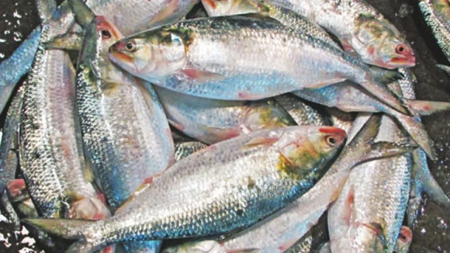 ইলিশ চাষের কোনো অনুমতি দেওয়া হয়নি: মৎস্য ও প্রাণিসম্পদ মন্ত্রণালয়