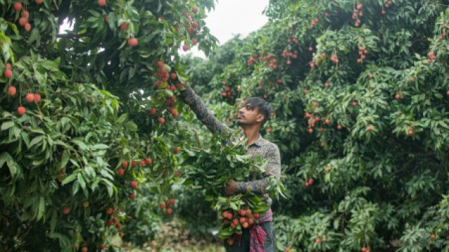 আকারে বড় ও সুস্বাদু: বাজারে আসছে সোনারগাঁয়ের লিচু