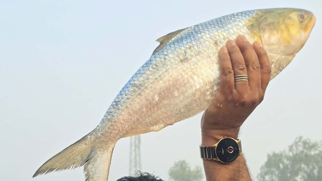 রাজবাড়ীর গোয়ালন্দ উপজেলার দৌলতদিয়া এলাকায় পদ্মা নদী থেকে একটি বড় আকারের ইলিশ মাছ ধরা পড়েছে, যার বাজা...