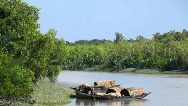 সুন্দরবন প্রবেশে তিন মাসের নিষেধাজ্ঞা শুরু আজ