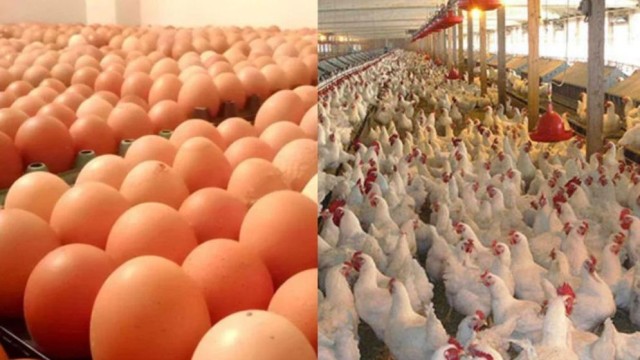 বাংলাদেশসহ ৪০ দেশ থেকে পোল্ট্রি আমদানি স্থগিত করল সৌদি আরব