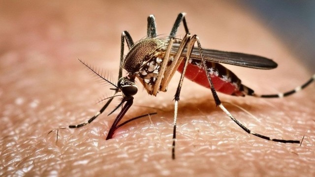 ডেঙ্গুতে আক্রান্ত আরও ১৫১ জন, মৃত্যু শূন্য