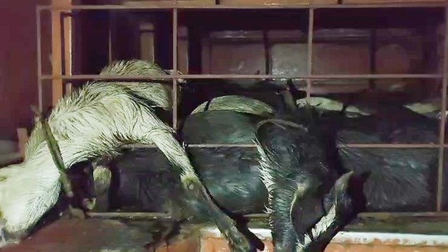 পরিবহনের সময় ছাগলের প্রতি অমানবিক ও নিষ্ঠুর আচরণ করার অপরাধে ভ্রাম্যমাণ আদালতের মাধ্যমে শাস্তিমূলক ব...